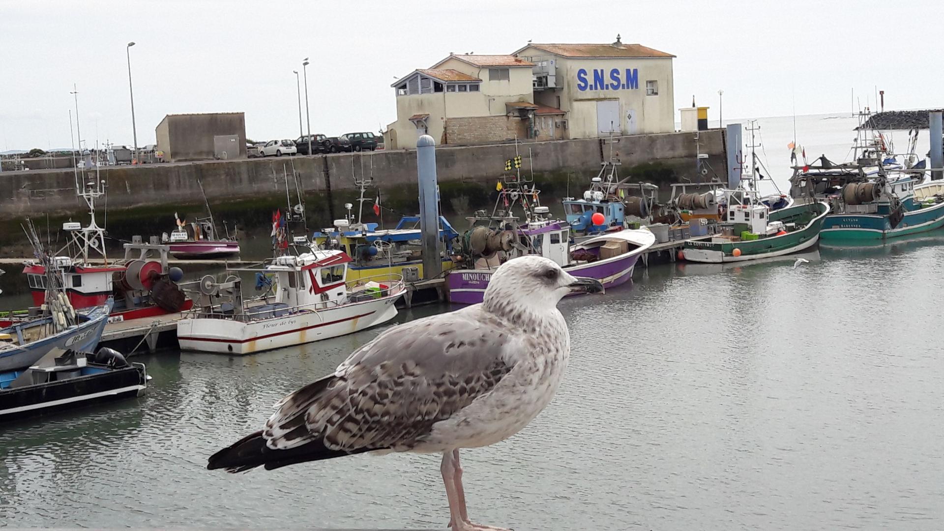 Quand l'homme rève d'être un oiseau