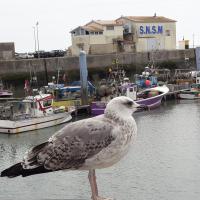 Quand l'homme rève d'être un oiseau